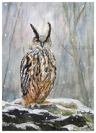 long, eared, owl, bird, painting, watercolour, art, nature, Picture